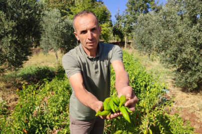Acısıyla meşhur Kayaca biberinde hasat sona erdi