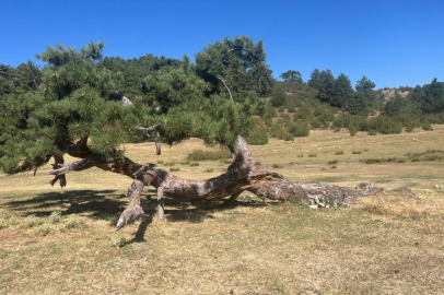  Asırlık çamın yaşam mücadelesi