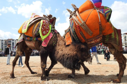 Buldan deve güreşlerine şap engeli
