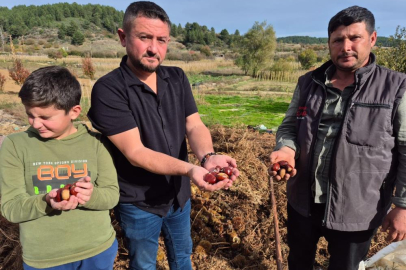 Buldan'ın tescilli kestanesinde hasat zamanı