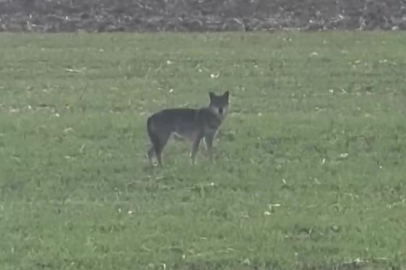 Popülasyonu artan kurtlar köylere indi