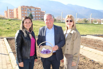 Safran soğanları filizlenmeye başladı