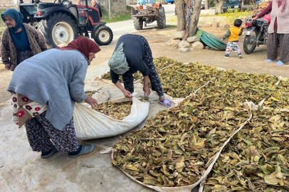 Hasadı tamalanan tütünler satış için hazırlanıyor