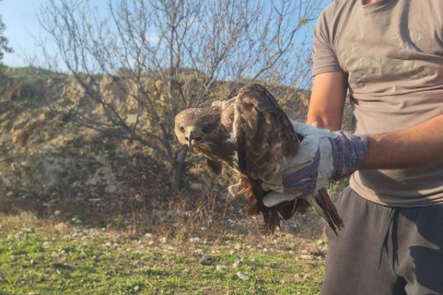 Yaralı şahin tedaviye alındı