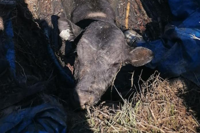 Çukura düşen inek kurtarıldı