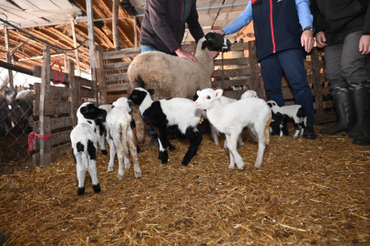 Bir Koyun Tek Batında 9 Kuzu Doğurdu!