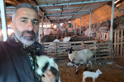 Hobi olarak 4 koyunla başlayan kardeşler 600 hayvan sayısına ulaştı