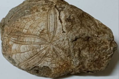 Baklan’da milyonlarca yıllık deniz yıldızı fosili bulundu