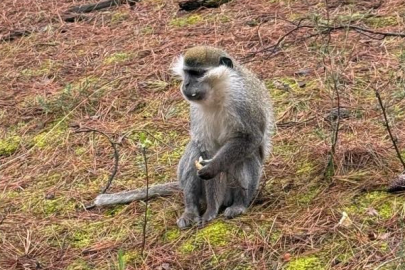 Mantar aramak için çıktığı doğada maymun buldu