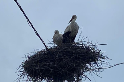 2 aşık leylek geleneği bozmadı