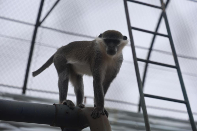 Yakalanan maymun hayvanat bahçesine teslim edildi