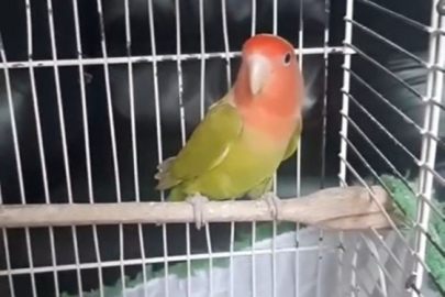 Denizli’de petshop denetiminde 164 hayvana el konuldu