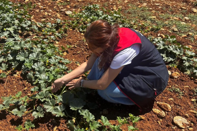 Bitki Sağlığı Ekipleri Sahaya İndi